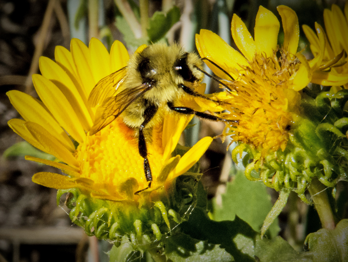 BumbleBee Gumweed 2.jpg